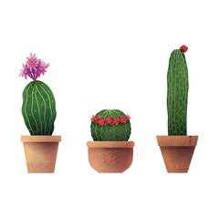 ute cactussen op een witte achtergrond. Нome planten in potten. Botanische illustratie. Ontwerp voor textiel, stof, print, smartphone-cover, ansichtkaart, cover-notebooks. Bloeiende cactus. Bloeien.