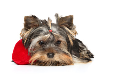 Yorkshire Terrier puppy lies on a red plush heart-shaped toy