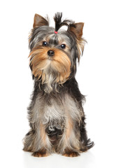 Portrait of a young Yorkshire Terrier puppy