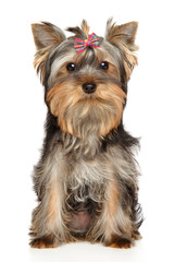 A Yorkshire Terrier puppy