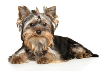 Yorkshire Terrier puppy on a white background