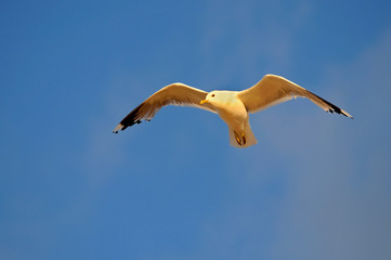 Möwe im Abendlicht