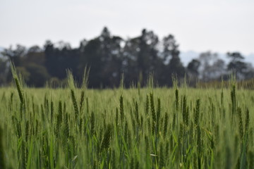 wheat crop field
