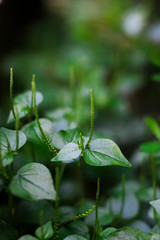 Obraz premium A bokeh shot of some beautiful tiny lush green plants.