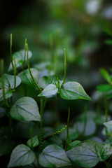 A bokeh shot of some beautiful tiny lush green plants.