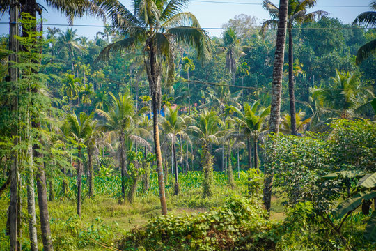 coconut tree in alleppey. Kerala 