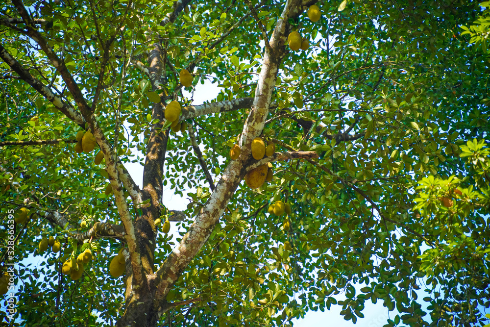 Poster fresh jackfruit on tree in india