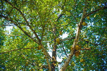 Fresh jackfruit on tree in india