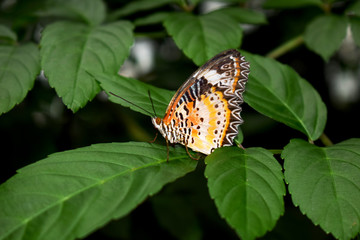 butterfly on a flower