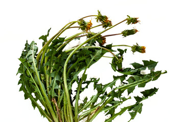 green dandelion leaves isolated on white background