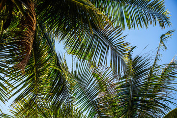 Fototapeta premium green palm leaves and a blue sky in Koh Lanta, Thailand in 2019
