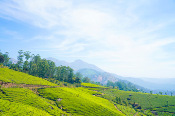 Obraz premium Famous, beautifut and ever green hill station, Munnar, in Kerala, South India