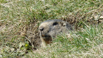 marmotta