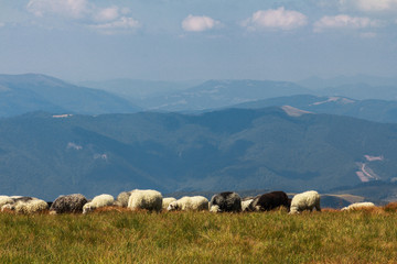 Fototapeta na wymiar Sheep in the Carpathians on a background of mountains. The Svydovets is a mountain range in western Ukraine itself belonging to the Outer Eastern Carpathians. 