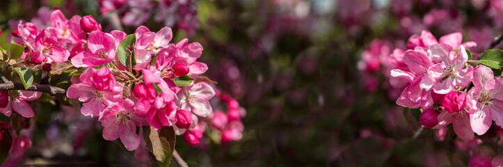 Fototapeta na wymiar Beautiful pink flowers of an apple tree close-up.