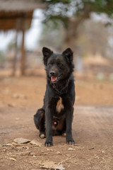 One alone black dog on floor
