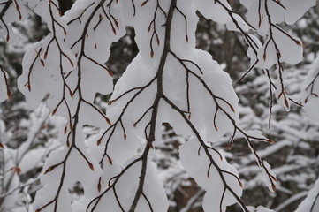 Astpanorama mit Schnee