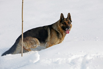 cane sulla neve