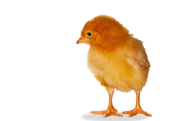 red chicken on a white background