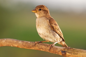 young sparrow sit in the sun
