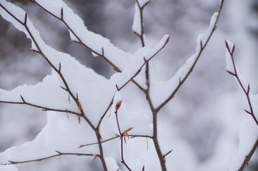 Strauch mit Schnee