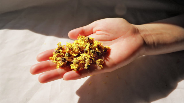 Dry Chrysanthemum on your hand