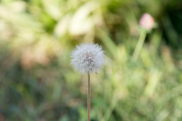 Single dandelion flower in the meadow.