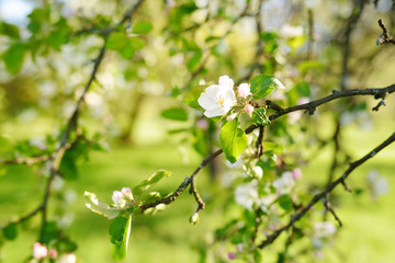 Beautiful old apple tree garden blossoming on sunny spring day. Blooming apple trees over bright sky.