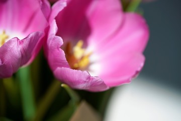 closeup of pink tulip head