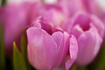 Obraz na płótnie Canvas closeup of pink tulip