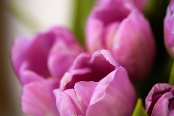 Obraz premium closeup of pink tulip