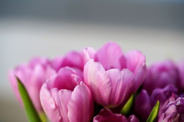 pink tulips on green background
