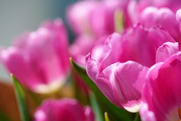 Fototapeta premium różowe tulipany w ogrodzie