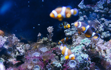 Fototapeta na wymiar clown fish in aquarium, anemone on background reef coral sea, anemonefish in oceanarium