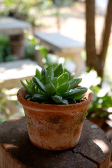 cactus and succulent plants in pots natural light