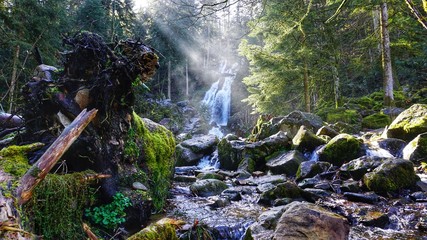 cascade ruisseau arbre for&ecirc;t