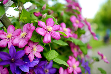 Flowering pink clematis in the garden. Flowers blossoming in summer.