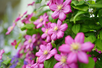 Flowering pink clematis in the garden. Flowers blossoming in summer.