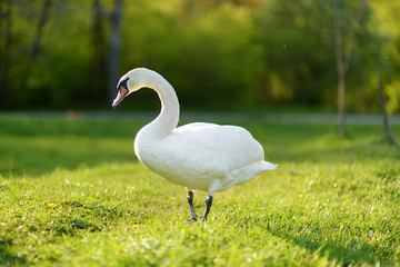 Beautiful white swan near a lake on nice early spring day