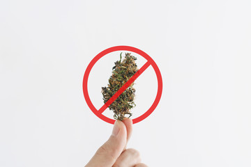 Hand holding medical marijuana bud with not allowed sign, isolated on white background	