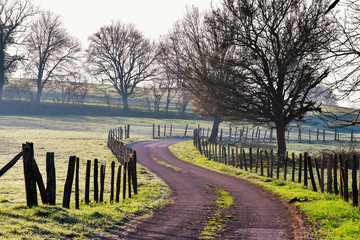 Fototapeta premium Chemin rural sinueux au milieu des arbres et bordé de piquets de parc dans la brume du matin