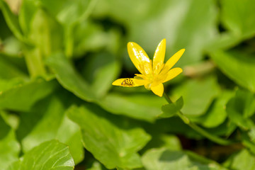Anemone ranunculoides flower in spring