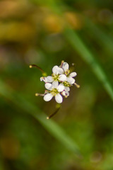 Wild flower in spring season