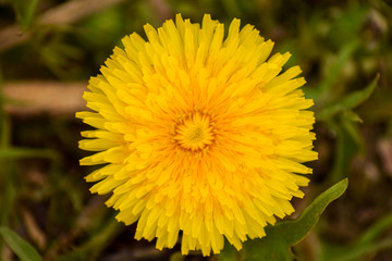 Dandelion flower butterfly and bee