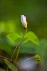 Wild flower in spring season