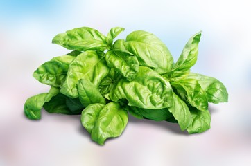 Basil.