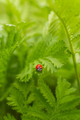 Ladybug on leaf in summer time