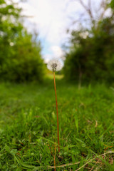 Dandelion in grass in summer season