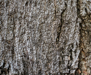 Old tree bark texture background