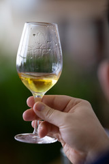 White and rose wine close up view glass and carafe wine. 